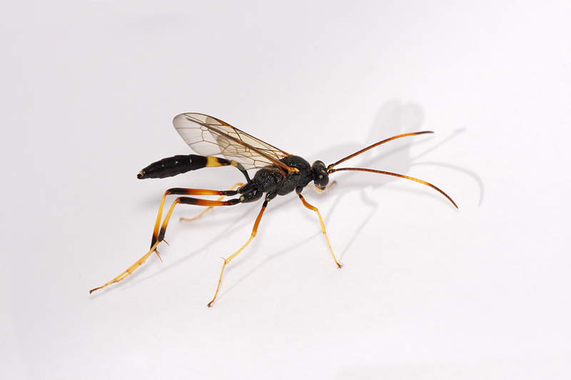 Acroricnus seductor ♀ (Ichnemonidae)